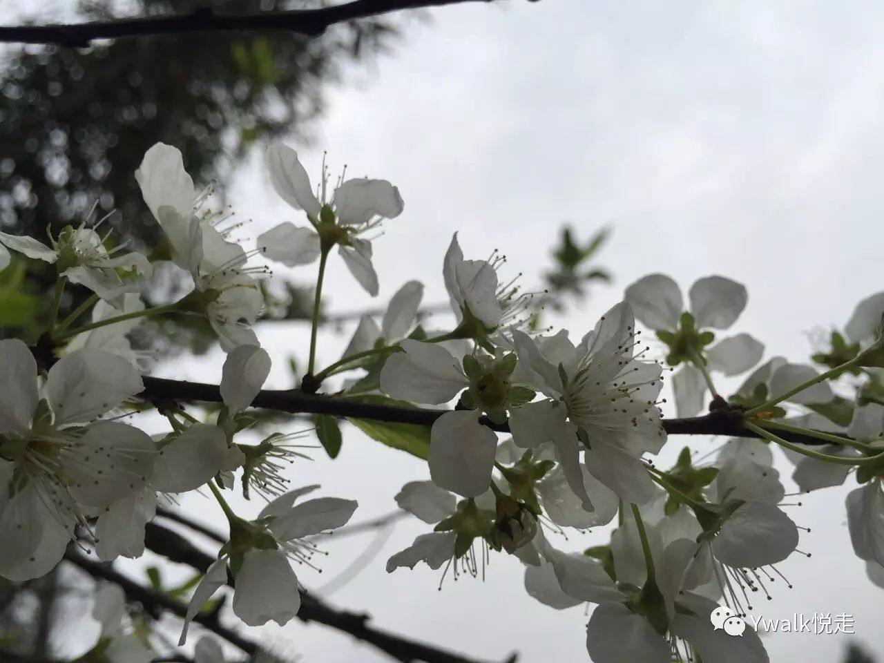 “春天的鲜花”摄于2016年3月14日