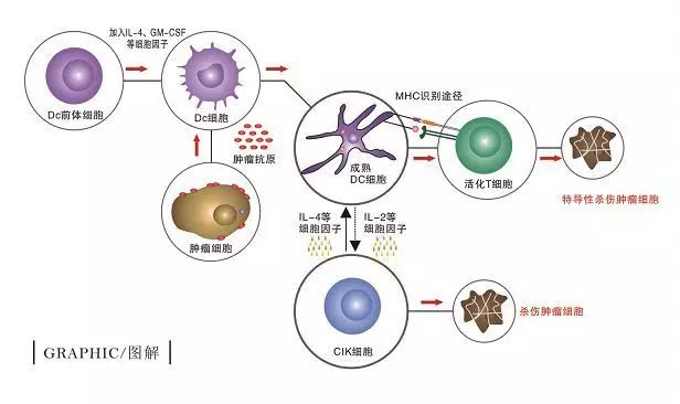 免疫细胞 湖南惠益森细胞基因工程有限公司