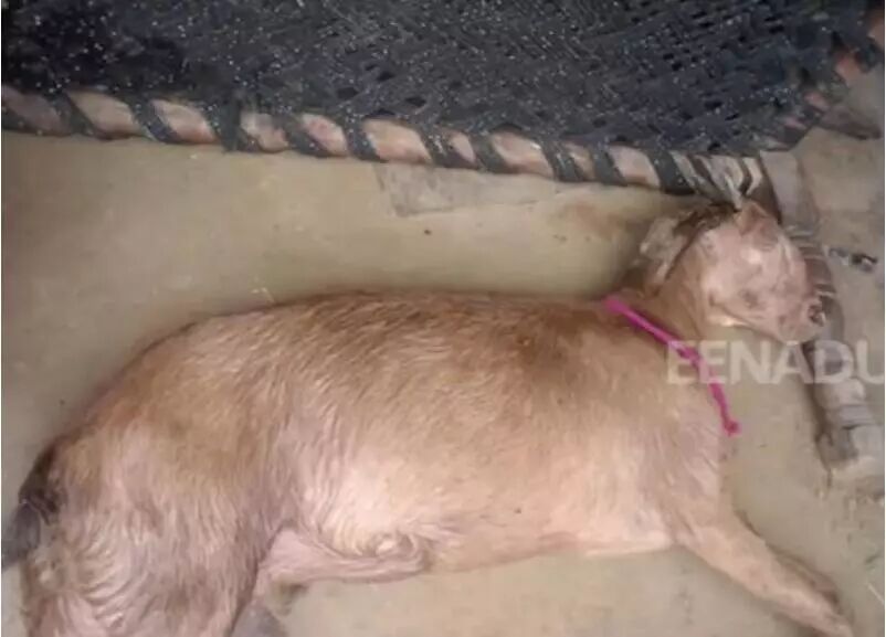 印度8名男子轮奸怀孕山羊 羊死了 手赚攻略 微信公众号文章阅读 Wemp