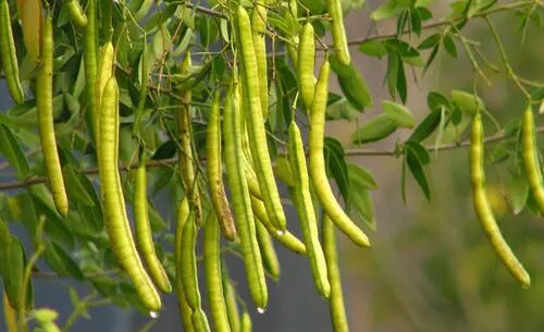 小小一颗种子，对眼睛好、还能调三高和便秘，功效太强大了！