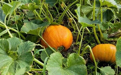 秋吃“二老”身体好！这2种菜，老了更营养，别再扔了