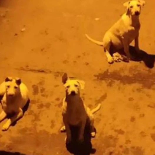 印度男人性侵40只流浪狗被捕，狡辩：狗没反对啊！怎么能算性侵！