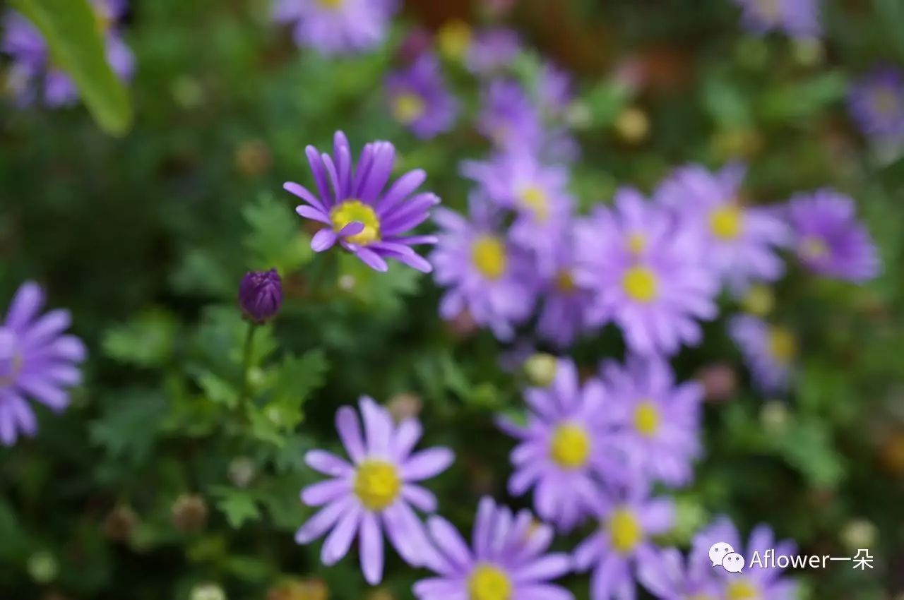 八月花事 青岛花树 新浪博客