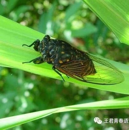 【青春语文•史丽芬整本书教学研究15】换个角度看世界 ——《昆虫记》之蝉教学设计