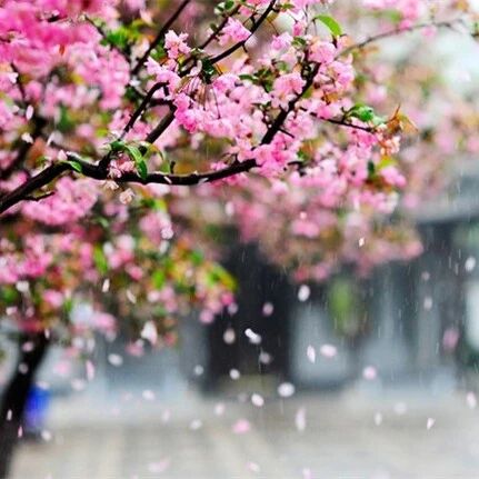 【青春语文•孙秋备整合教学研究】走进唐诗里的思念——七上第三单元课外古诗词诵读整合教学设计