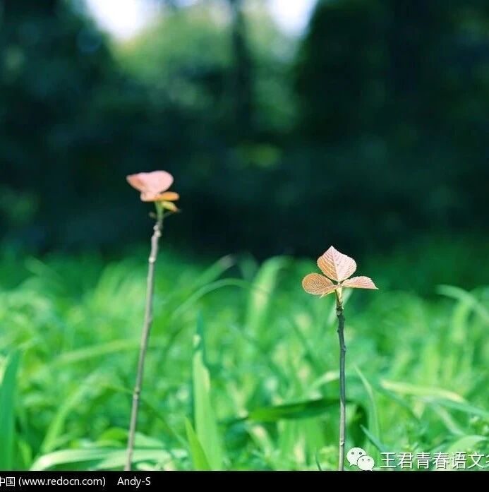 【青春语文·建红专栏】（三十一）