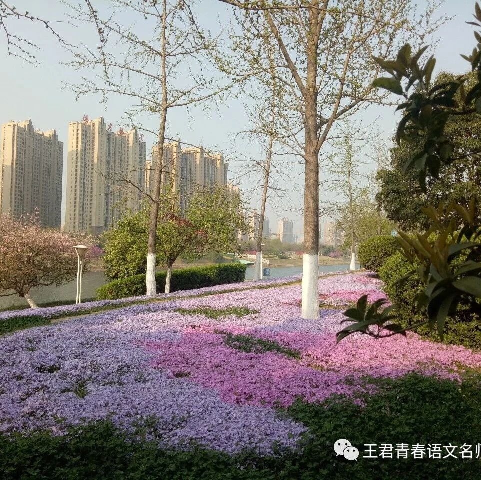 【青春语文•淑亚专栏】《田鼠阿佛》导读设计