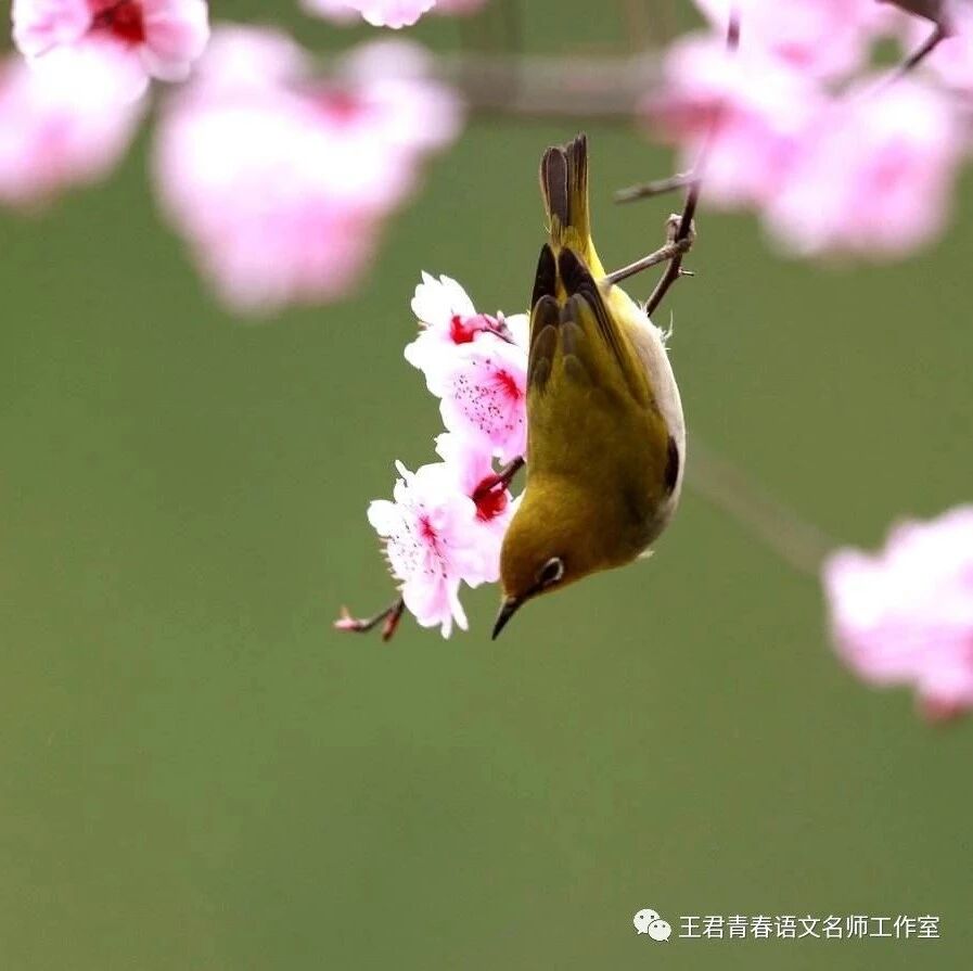 【青春语文•忠冕课外课程开发之同质群诗阅读（四）】与春天亲密接触