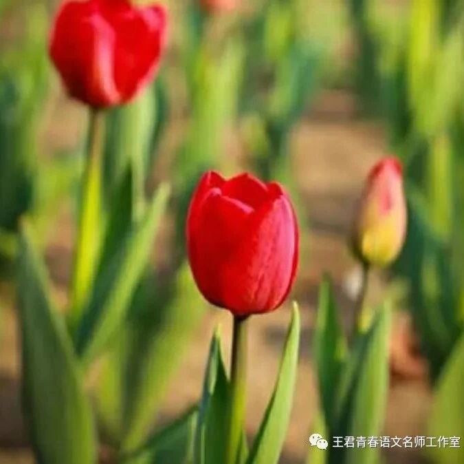 【青春语文•王慧芳教学感悟】参互成文  含文见文 —— 浅谈互文式阅读教学的运用