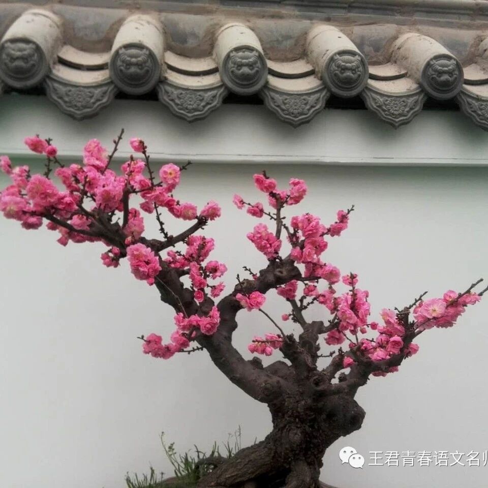 【青春语文·孙秋备课内整合教学研究24】天光云影共徘徊 --评张娟老师《更无一字不清真》课例