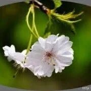 【青春语文•雷娟专栏】《修炼幸福，掌控人生——跟孔子学幸福术》说课稿