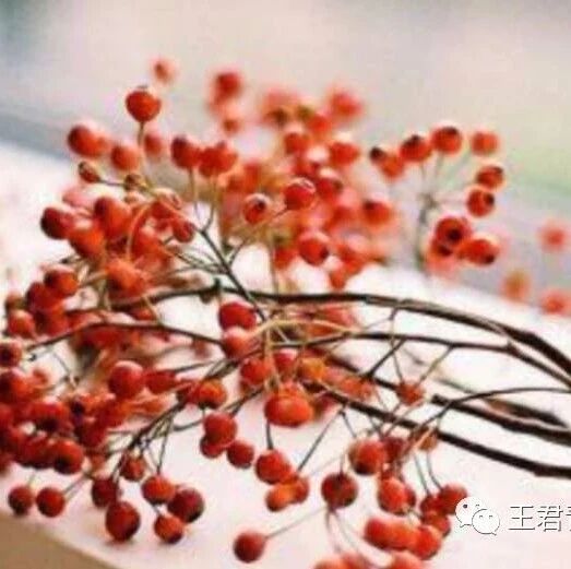 【青春语文•陆艳读写结合教学研究（十八）】 部编七上第三单元写作教学设计之抓好主要特点，写出人物个性