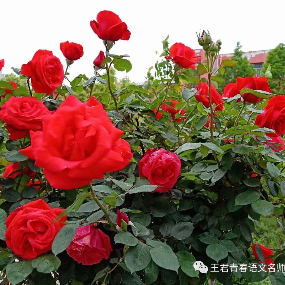 【青春语文•冯燕课堂研究】爱发芽，静开花