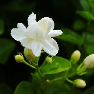 【青春语文·淑亚专栏】课如茉莉  香远益清  ——薛法根老师《爱如茉莉》赏析