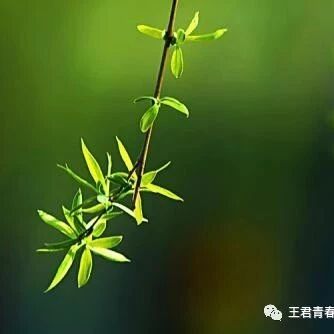【青春语文·忠冕课外群诗阅读】“与春天亲密接触”一课两教（二）