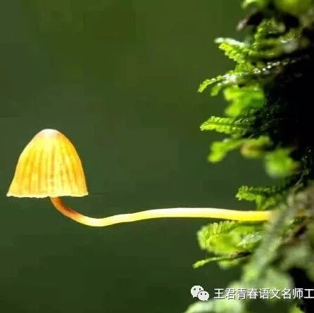 【青春语文·张绪凤教学聚焦研究（一）】发掘阅读联通点，引入一部文言书