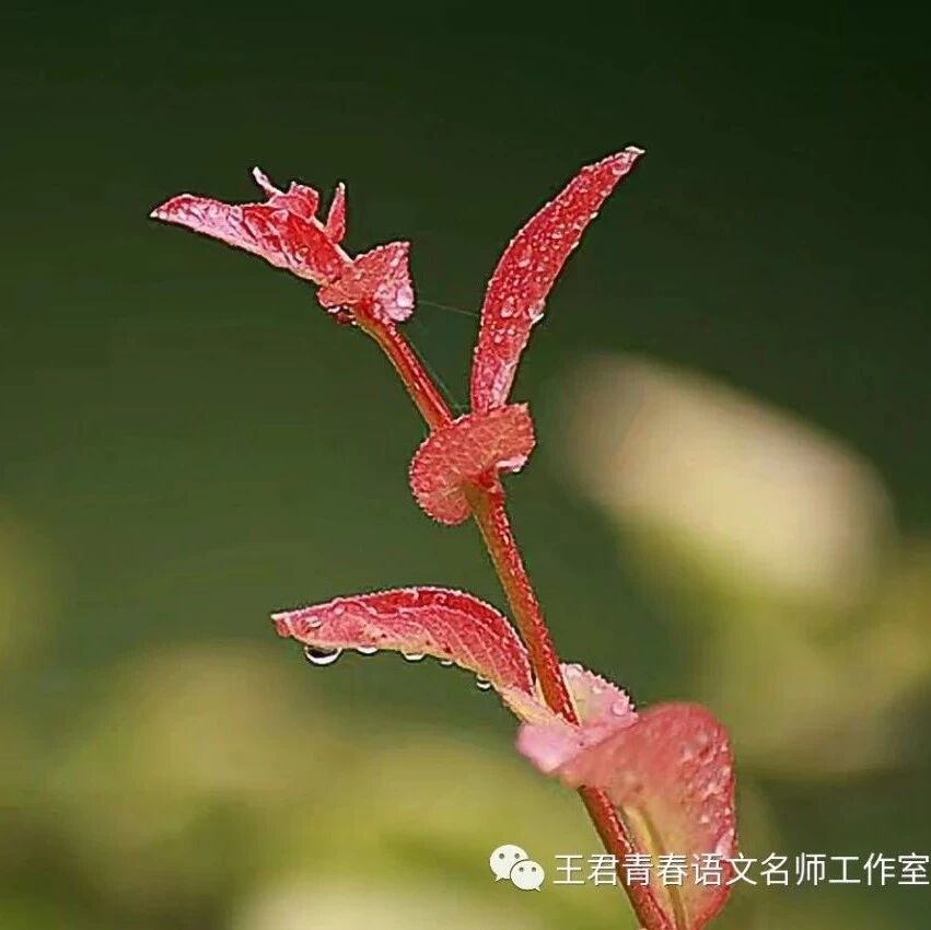 【青春语文】孙秋备·用课堂成就生命的风景 ---我读《司艳平青春语文课堂18例》