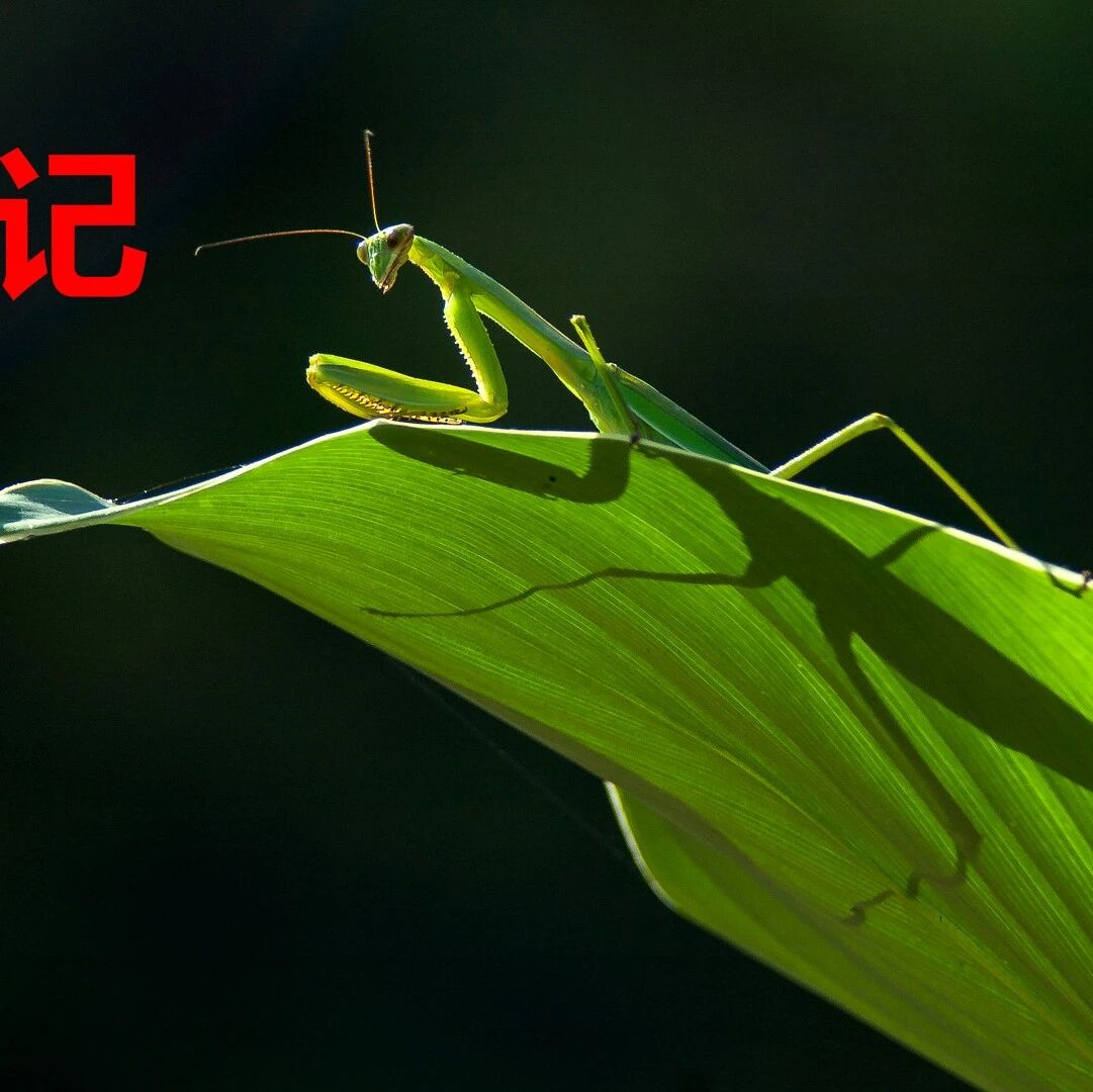 【青春语文·魏俊芸专栏】漫游昆虫世界，感悟情之所钟——跟法布尔学抒情