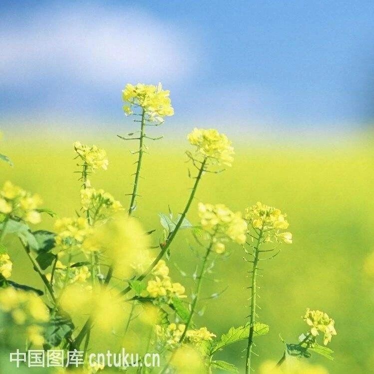 【青春语文•张娟名师教学研究】群文教学的美丽新世界 ——谈《更美语文课——王君群文教学课例品读》的启示