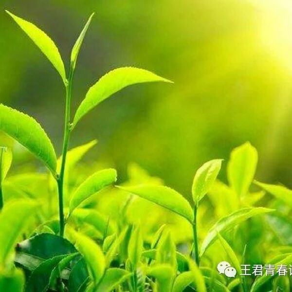 《青春语文.方方作文教学笔记之三——怎样把文章写得长一点？》