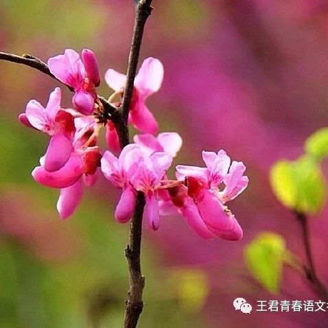 【青春语文·杨青传统文化与现代教学研究（十）】删繁就简三秋树，领异标新二月花