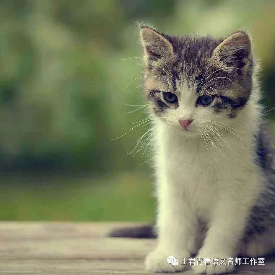 【青春语文·夏海芹跟着名师学教书实践研究（四）】《猫》教学设计