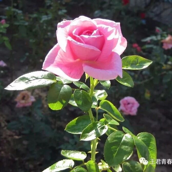【青春语文熊幸微写作研究之十五】 我的微写作实践（讲座讨论版）