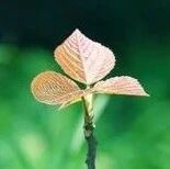 【青春语文·海波课堂有效教学案例研究四十六】多一份思考，多一份创意
