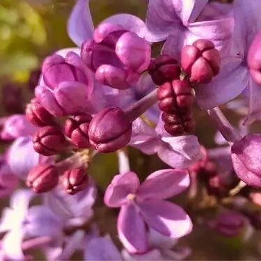 开《丁香结》里的“结”         ——《丁香结》教学实录