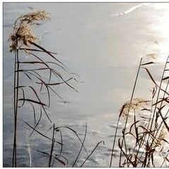 【青春语文  翠红名师课例研习（四） 爱 情 如 诗——《<诗经>二首》群文教学设计】