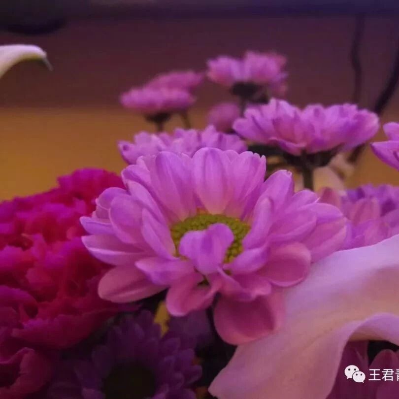【青春语文.张绪凤关于名师教学思想研究（十四）】熊芳芳的“生命语文”