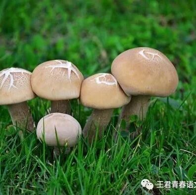 青春语文郑丹文本解读之五  一标一点总关情