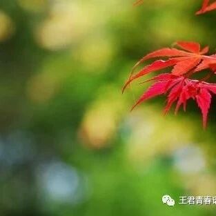 【青春语文 • 王俊芳青春课例研究（1）】 整合诗里春秋  发现人生真意——品评秋备老师古诗文主题型群文教学