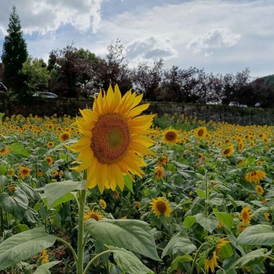【青春语文·玉蓉专栏】出走，只为遇见更好的自己