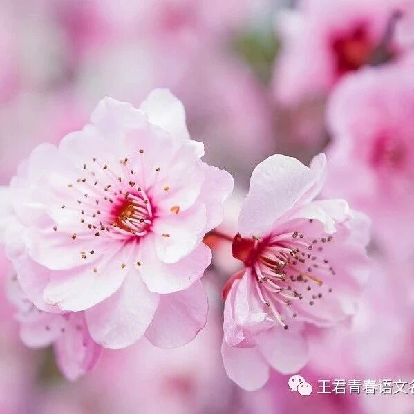 【青春语文  翠红作文教学研究（1）《讲我们自己的故事》作文欣赏课 课堂实录
