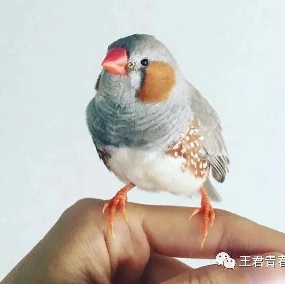 青春语文.陈晓东一语立骨《珍珠鸟》