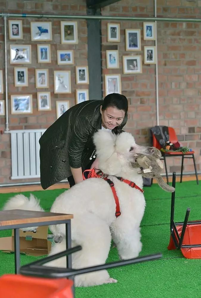 “心智刺激”释放深藏在内心的那只真狗！