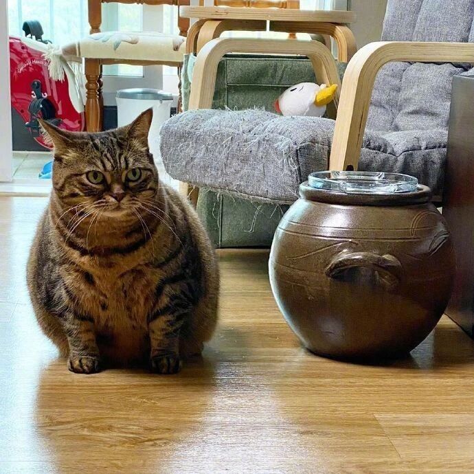 买了个体型跟差不多的罐罐，跟猫合影，看它的眼神不太友好！