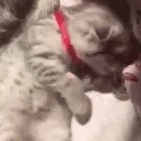 这只小猫咪在舔着毛，突然发现自己有一双美腿，它的反应笑屎...