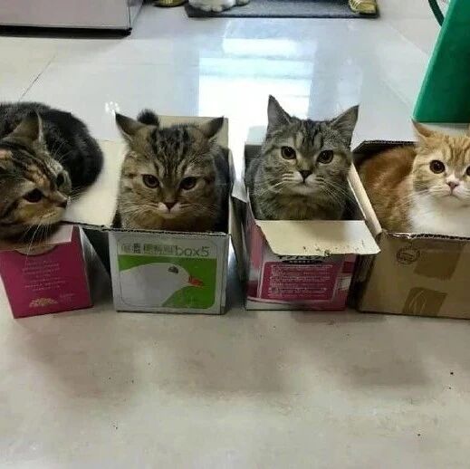 给猫们放了4个箱子，瞬间就被占满，其他猫来了后，都齐回头！