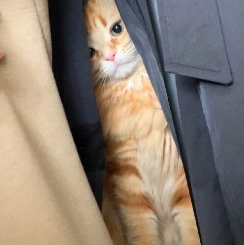 猫躲在衣柜里，被找到后就是不肯出来，还一脸的委屈，爱了！