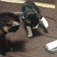 拿了个滚轮在清理猫掉的毛，但猫们好像很生气，把它一顿暴揍！