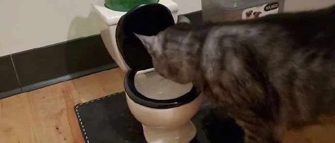 猫喜欢喝马桶水，于是给它买了个迷你马桶饮水器后，猫都懵了！网友：形同但味不同！！