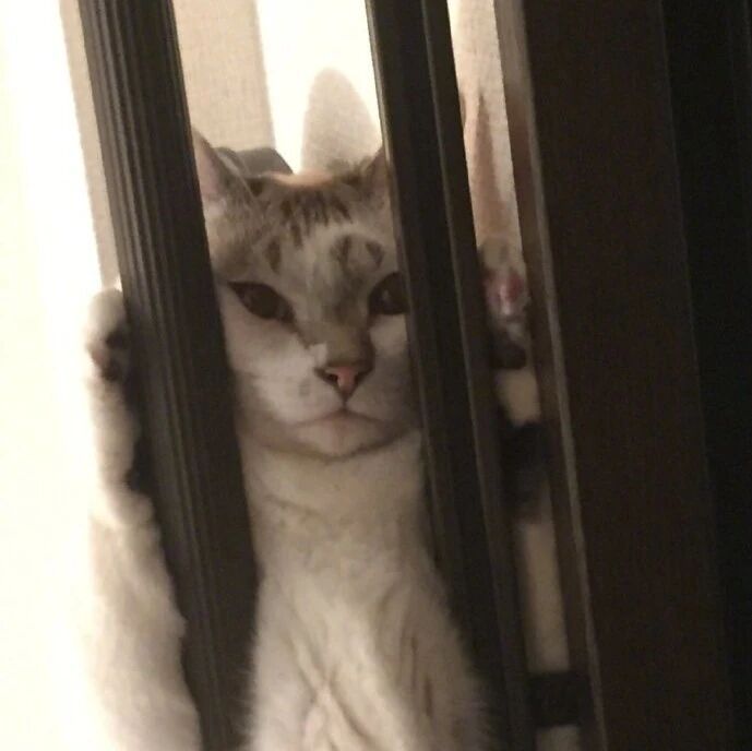 主人在拉窗帘的时候发现拉不动，抬头一看，发现这一幕！