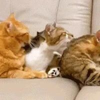 网友表示家里3只猫平时会这样互相舔毛，就是其中一只有点亏！