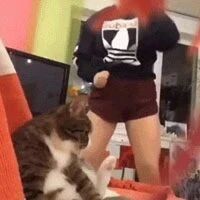 猫看到主人对着镜头在跳舞，还跳得这么起劲，猫都看懵了！