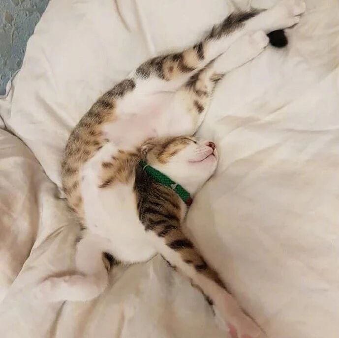 网友表示，每次看自家猫睡觉时，都担心它的腰会断掉！