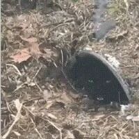 看到地下水管有只黑猫，把它叫出来后，才发现它这么大只！