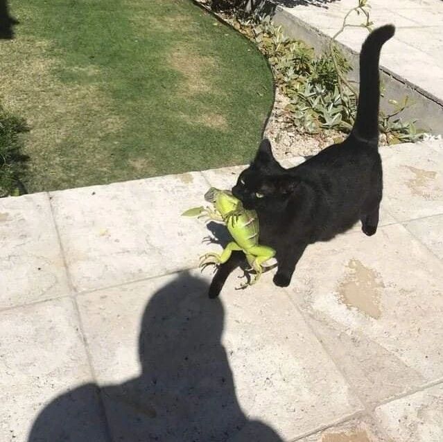 一大早就看到猫嘴里叼着个绿色东西，走近一看，吓一跳！