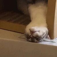 猫上午在旁边吵得要命，下午突然没声音，转头过去看差点吓死！